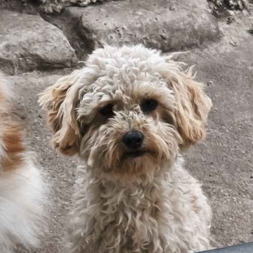 Chiot mâle croisé spitz/caniche #4