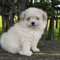 Chiot mâle croisé spitz/caniche