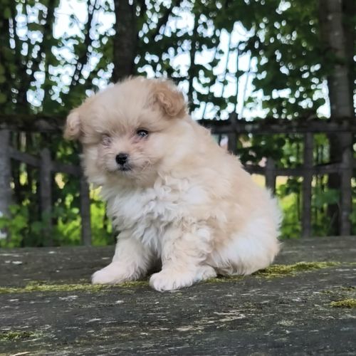 Chiot femelle croisé spitz/caniche #2
