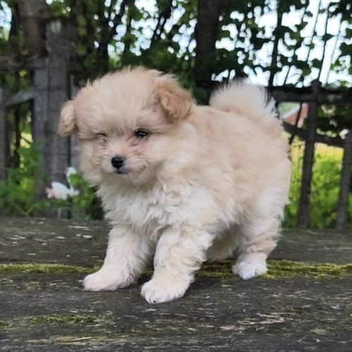 Chiot femelle croisé spitz/caniche #3