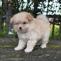 Chiot femelle croisé spitz/caniche #3