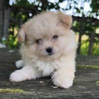 Chiot femelle croisé spitz/caniche