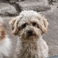 Chiot femelle croisé spitz/caniche #5