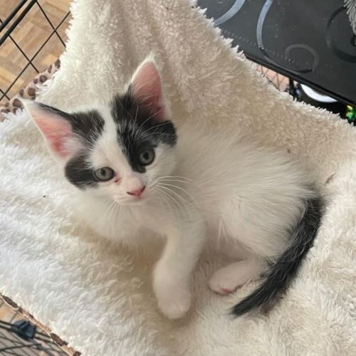 Morphine, jolie minette a l'adoption #1
