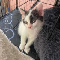 Morphine, jolie minette a l'adoption