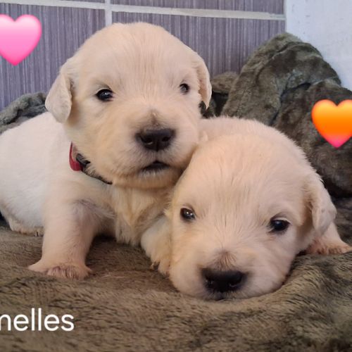 Chiots golden retriever