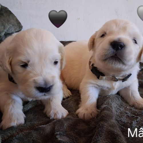 Chiots golden retriever #3