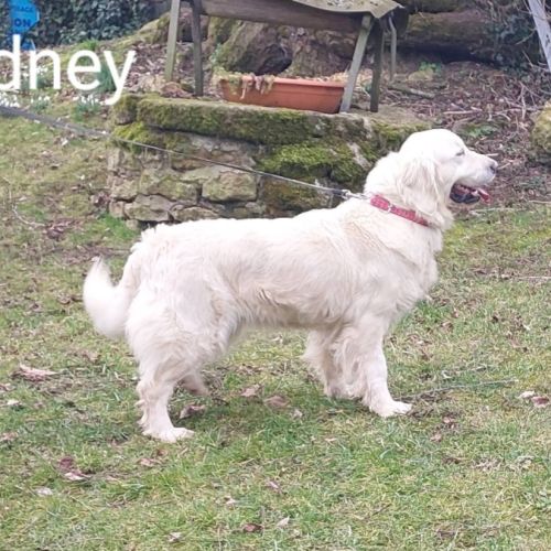 Chiots golden retriever #4