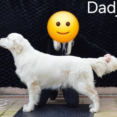 Chiots golden retriever #5
