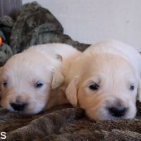 Chiots golden retriever #2