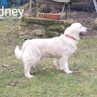 Chiots golden retriever #4