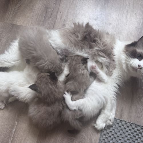 Chatons ragdoll a réserver