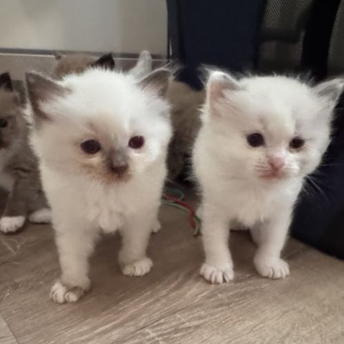 Chatons ragdoll a réserver #2