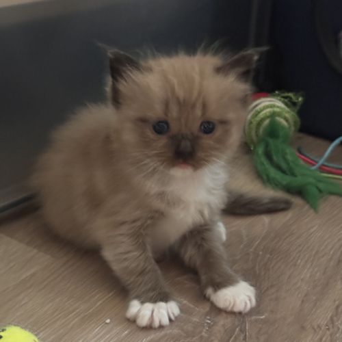 Chatons ragdoll a réserver #4