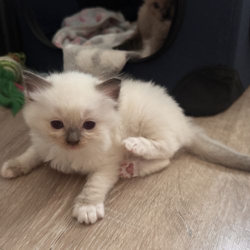 Chatons ragdoll a réserver #5