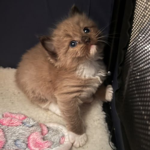 Chatons ragdoll a réserver #7