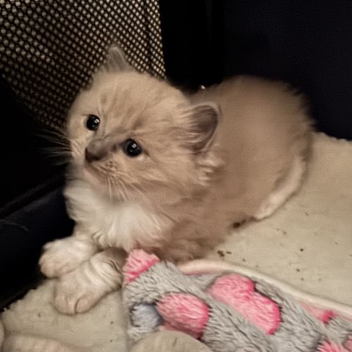 Chatons ragdoll a réserver #8