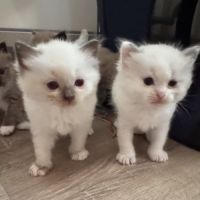Chatons ragdoll a réserver #2