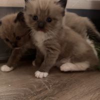 Chatons ragdoll a réserver #3
