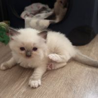 Chatons ragdoll a réserver #5