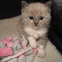 Chatons ragdoll a réserver #6