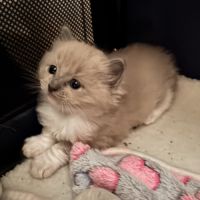 Chatons ragdoll a réserver #8