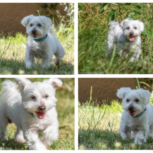 Chien looping à l adoption
