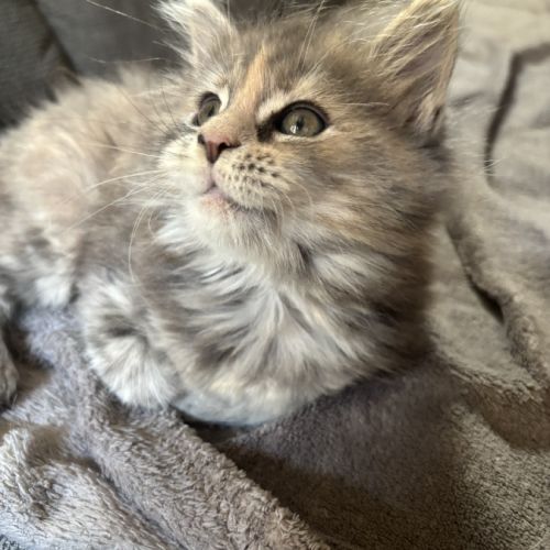 Chaton maine coon non loof #1