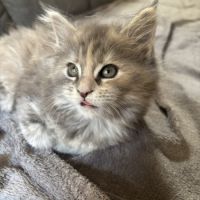 Chaton maine coon non loof #2