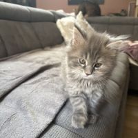 Chaton maine coon non loof