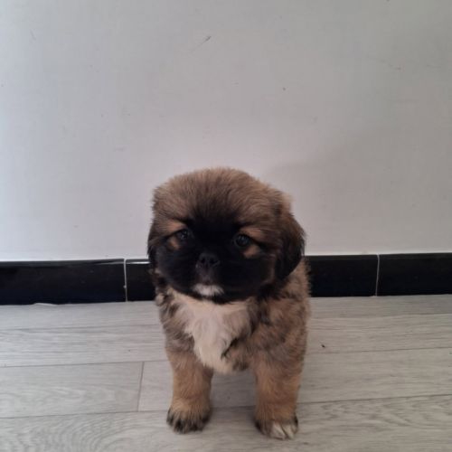 Chiots pékinois #1