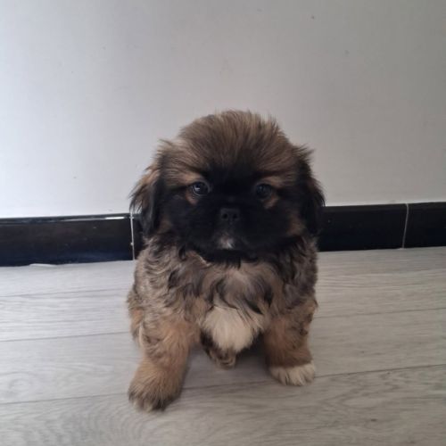Chiots pékinois #2