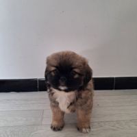 Chiots pékinois #1