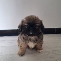 Chiots pékinois #2