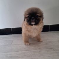 Chiots pékinois #0