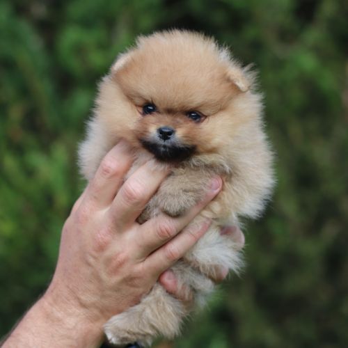 3 chiot spitz pomeranian #1