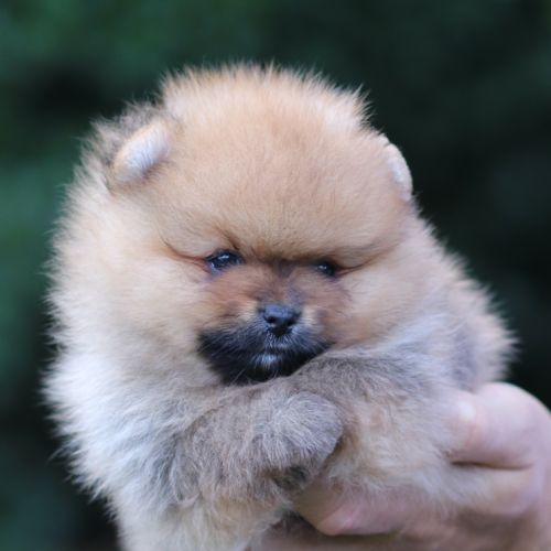 3 chiot spitz pomeranian #2