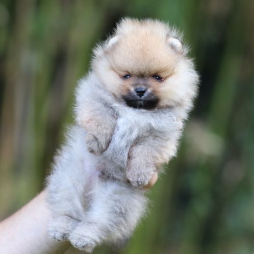 3 chiot spitz pomeranian #0