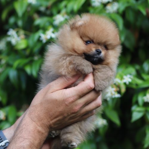 3 chiot spitz pomeranian #4