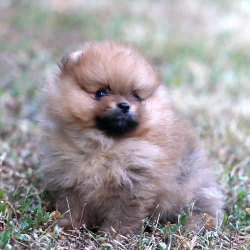 3 chiot spitz pomeranian #7
