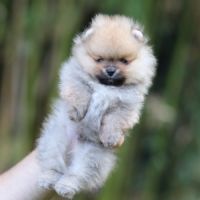 3 chiot spitz pomeranian