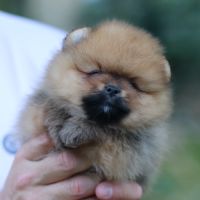 3 chiot spitz pomeranian #5