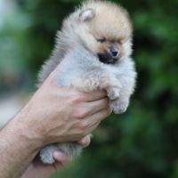 3 chiot spitz pomeranian #6