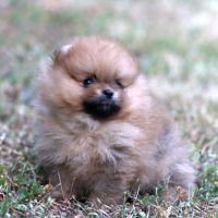 3 chiot spitz pomeranian #7