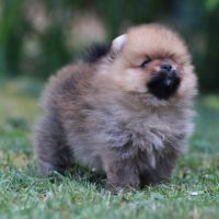 3 chiot spitz pomeranian #8