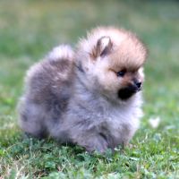3 chiot spitz pomeranian #9