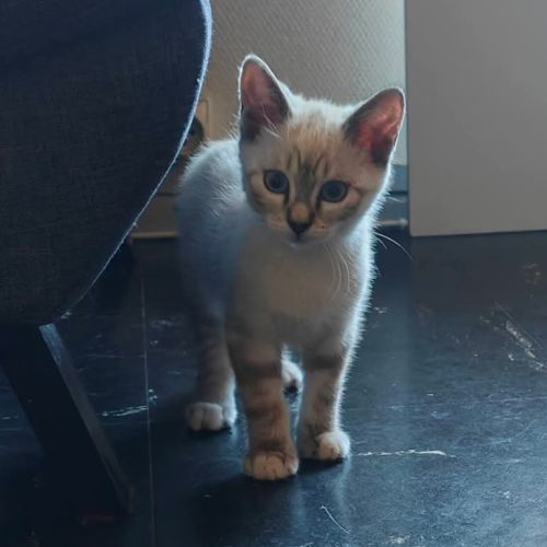 Eurydice, jolie minette à l'adoption #1