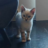 Eurydice, jolie minette à l'adoption #1