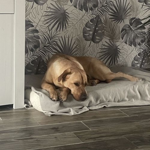 Donne upso , 3 ans croisé labrador. #0