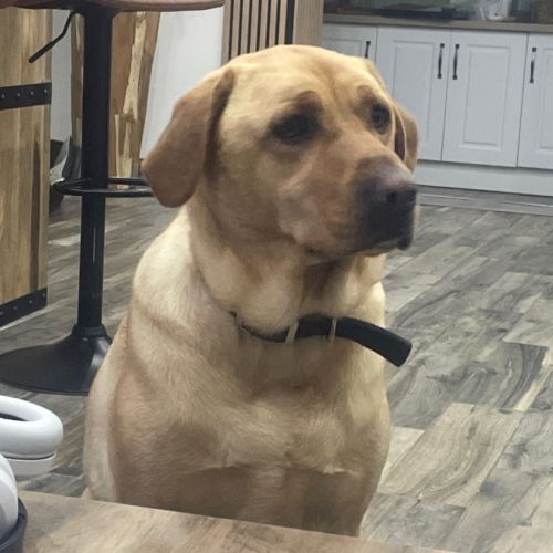 Donne upso , 3 ans croisé labrador. #2